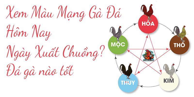 Tại sao phải xem màu mạng gà đá?